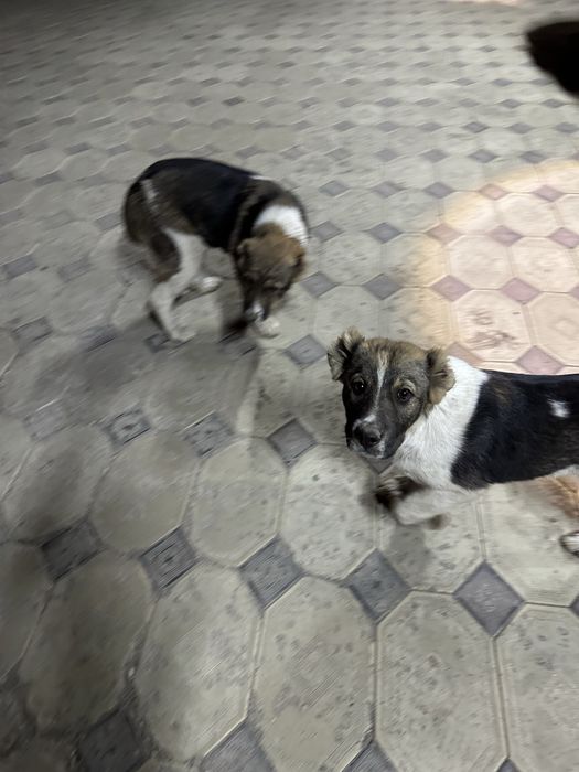 Щенятв сао алабай