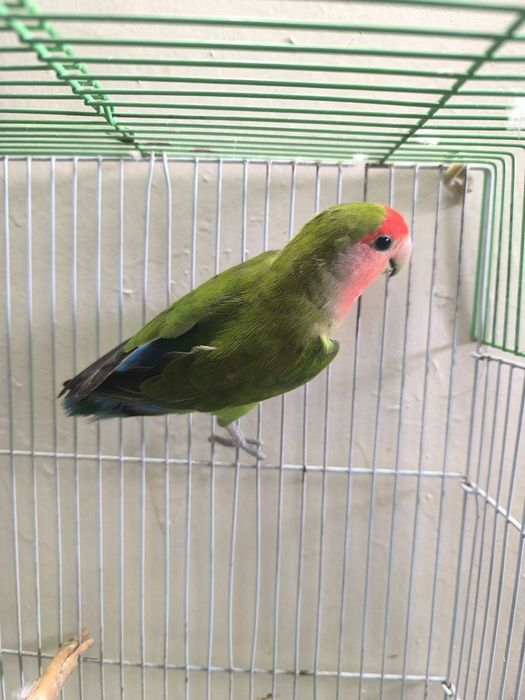 Продам волнистых попугаев