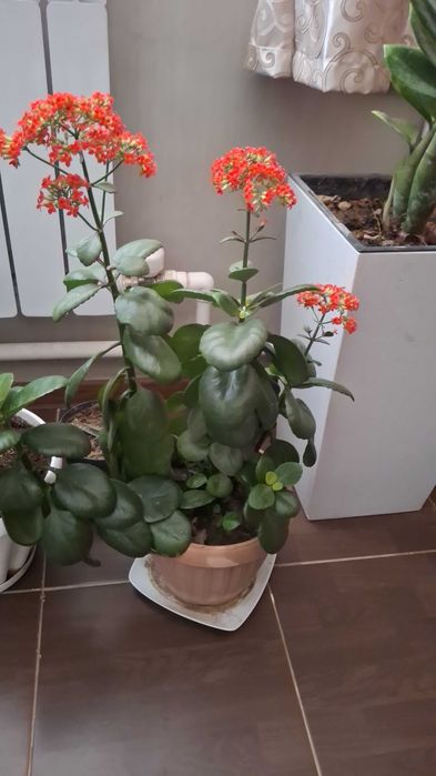 Комнатные цветы,