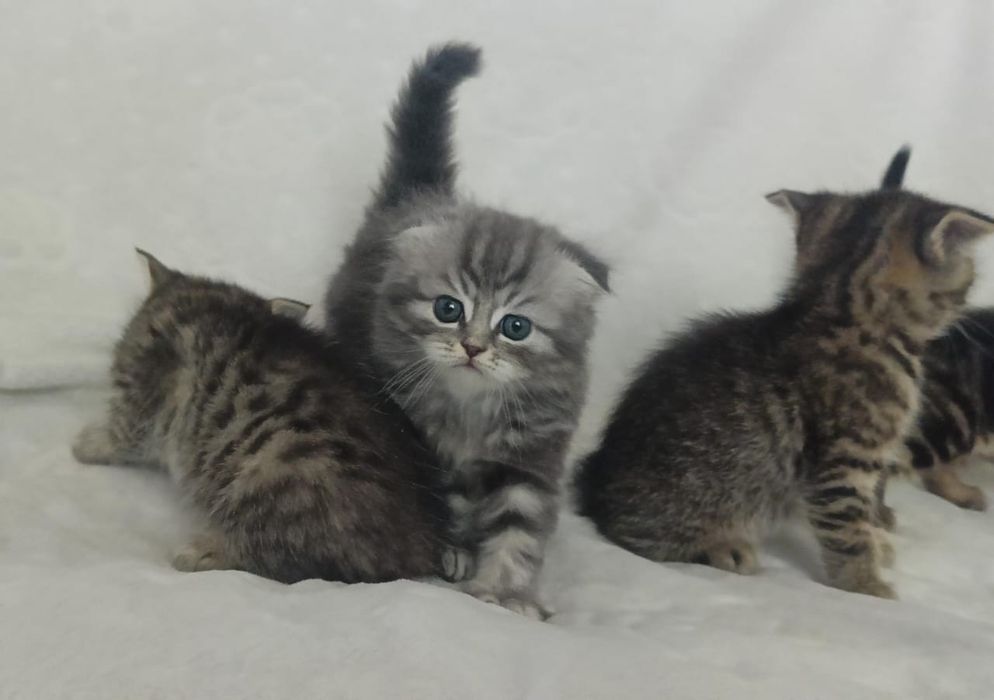 Продам шотландских котят