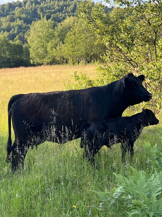 Taur angus cu juninca