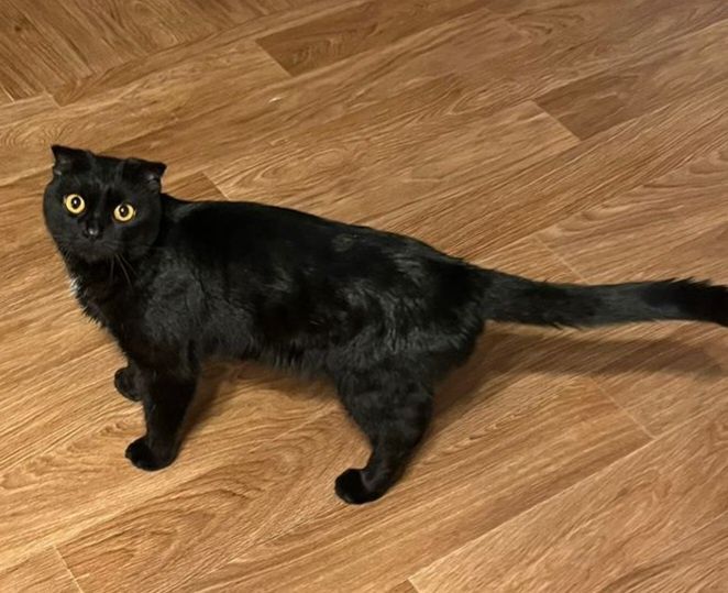 Шотландская вислоухая