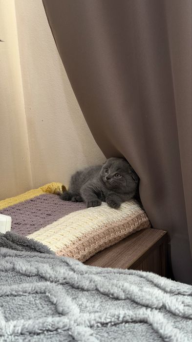 Продается котенок