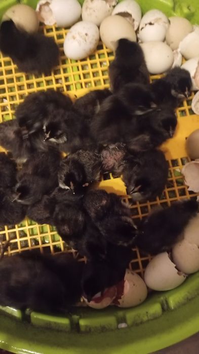 Ouă verzi Ameraucana sau Pui