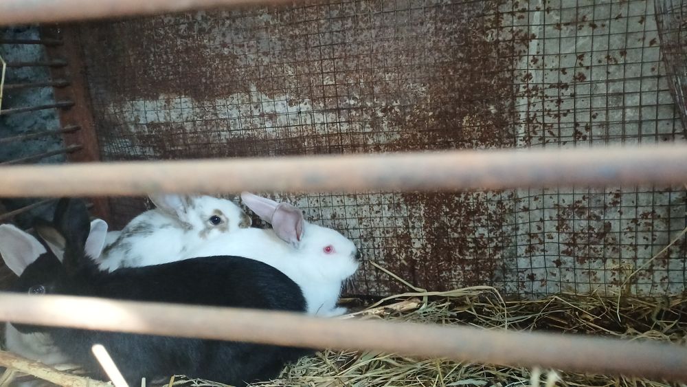 Продам кроликов микс
