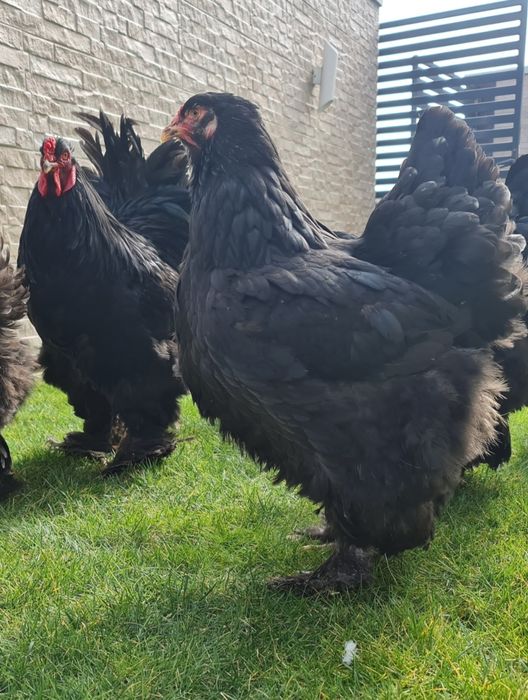 Vand Gaini,Cocosi,Familii Brahma diferite culori.Trimit în tara