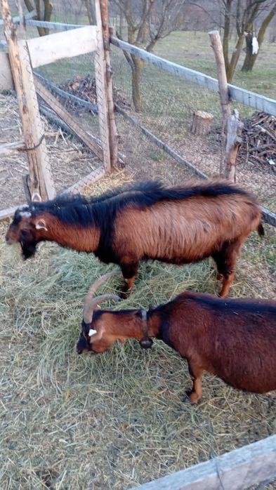 Țap și Capră Alpina