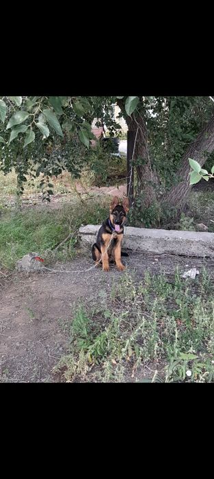 Немецкий овчарка