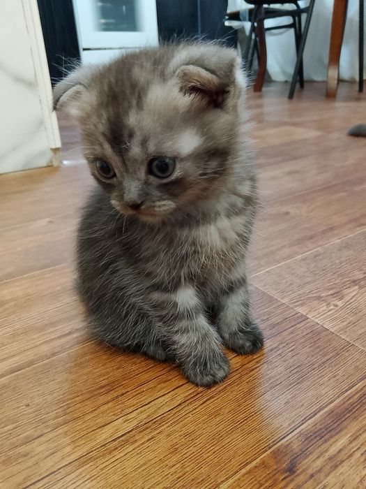 Продам котят вислаухих