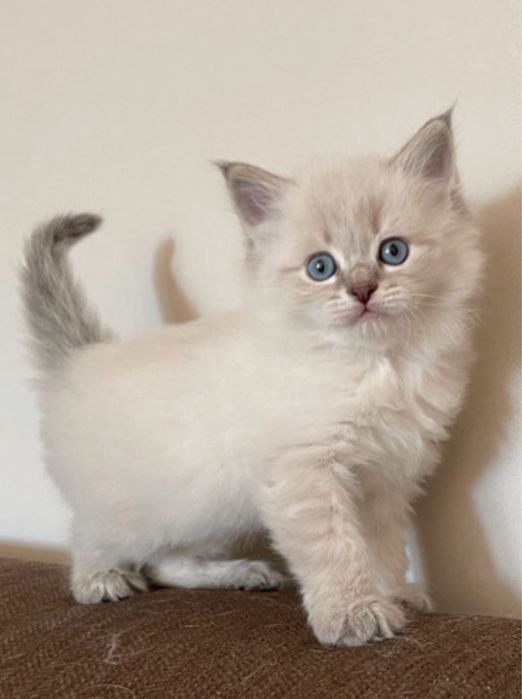 Котенок сиамский девочка 1,5 месяцев