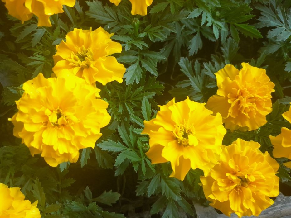 Райхон ва Бананза гуллари оптом нархда сотилади