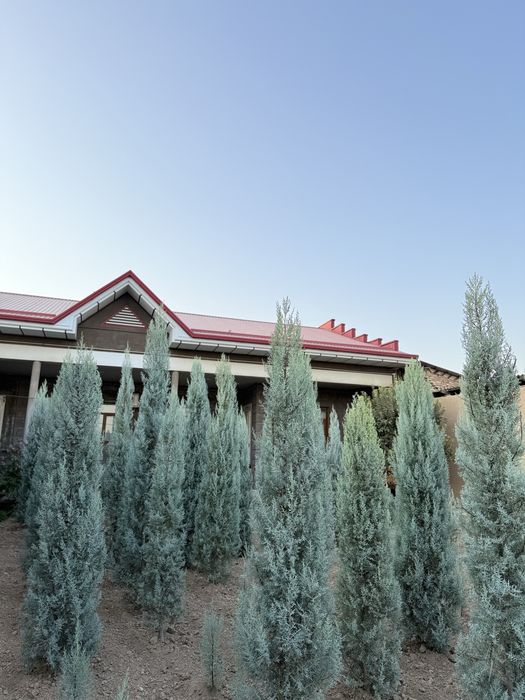 Arizoniskiy kiparis sotiladi toza italiya 20$dan 180$ gacha bor.