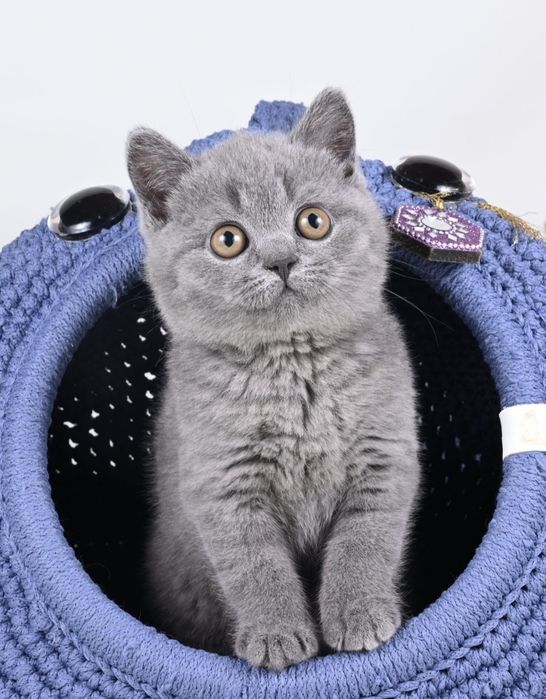 British Shorthair Blue fată