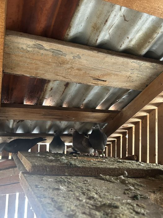 Vand porumbei voiajori