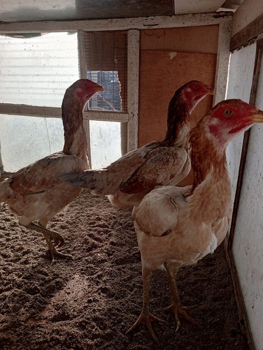 Продам даканек  китаянки