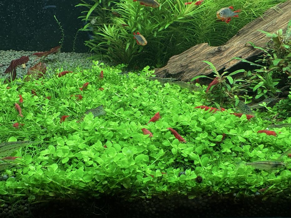 Продам почвапокровка монте карло