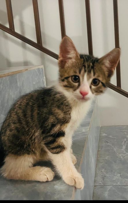 Котята.крысоловы