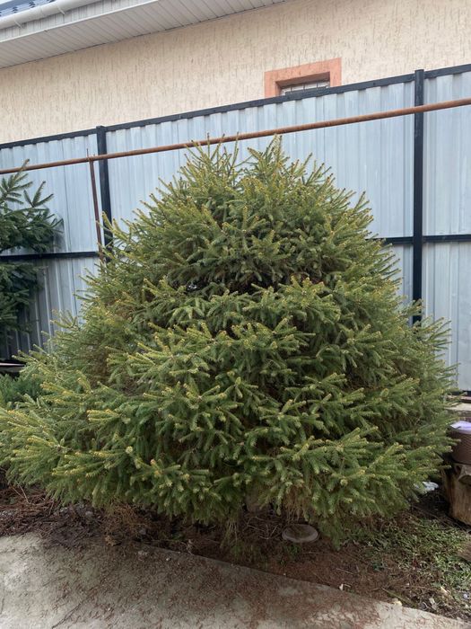 Елки 2 шт одна высокая одна короткая