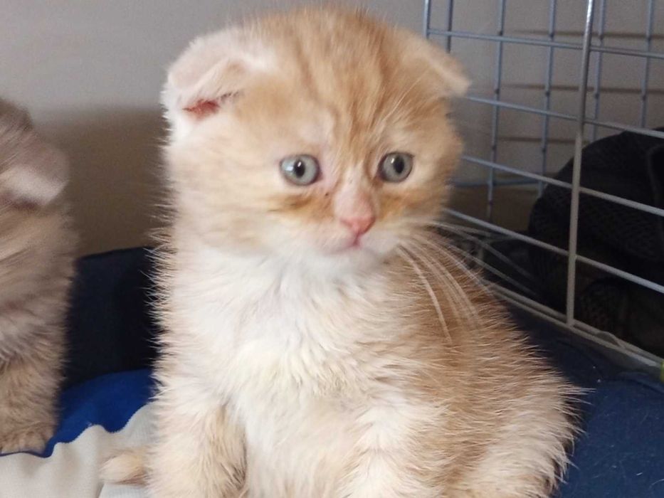 Шотландски клепоухи котенца