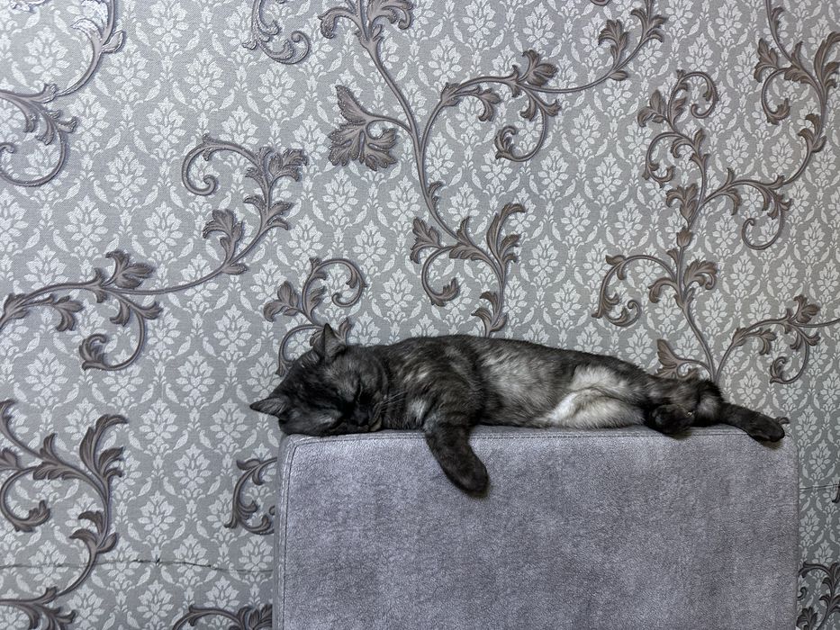 Продается кот британец