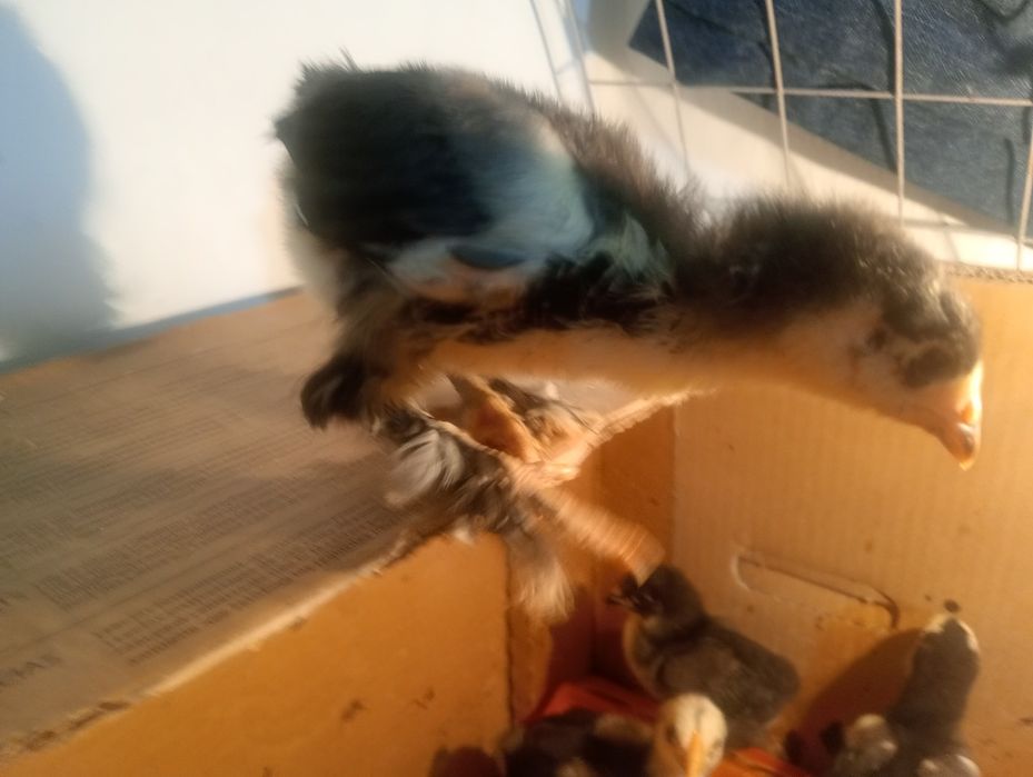 Индоутята,цыплята.