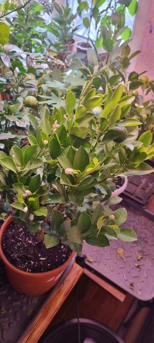 Гуава,лимоны,лимандарины,пепино