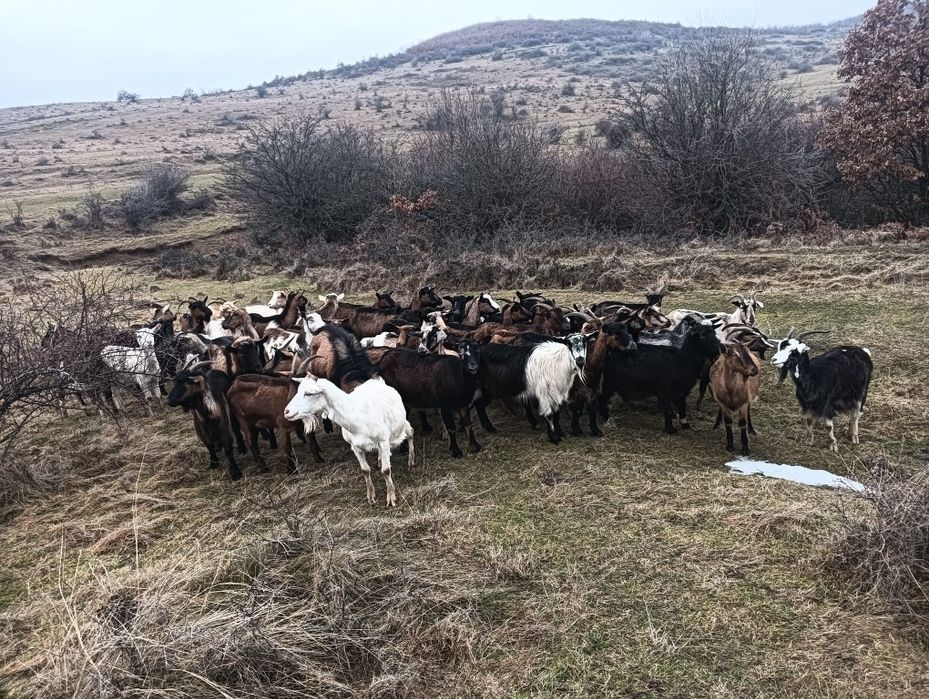 Capre de vânzare urgent