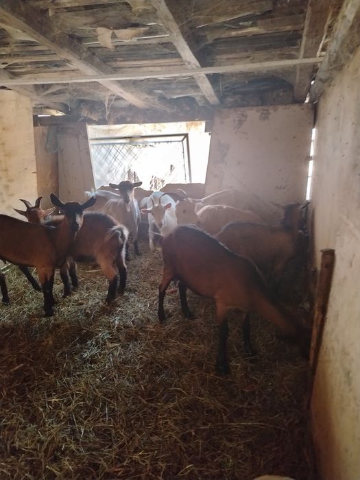 De vânzare o iapă bună de ham și 6 capre+2 țapi de anul acesta, se dau și la schimb cu viței înțărcați