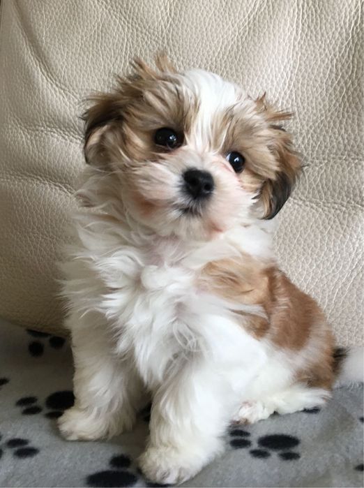 Bichon Havenez femela  disponibila