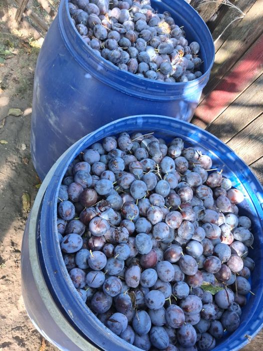Vand Prune pentru tuica