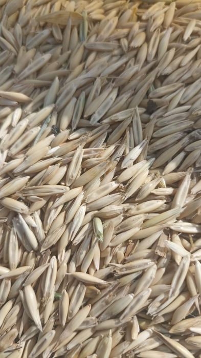 Ячмень.Платный чат!Все корма.