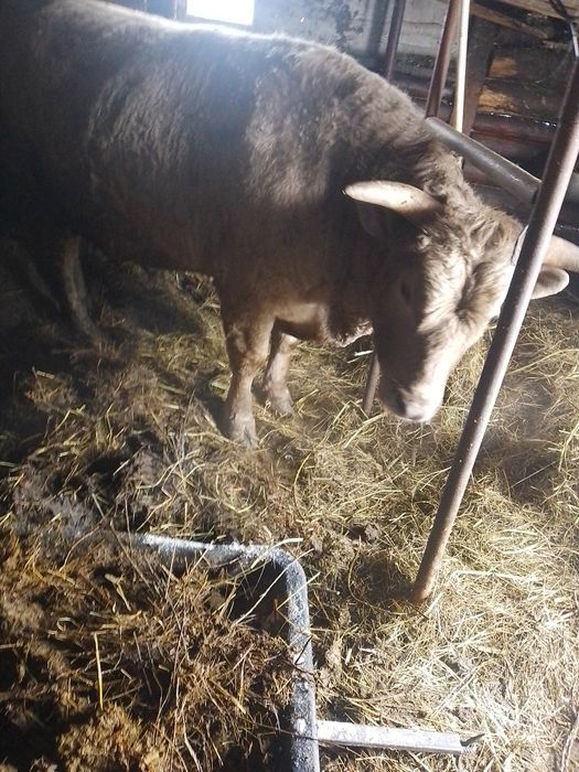 Бык... бык... бык...