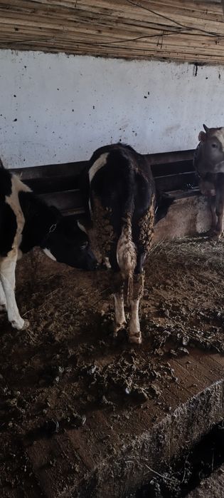 Продам 6 телки цена 320.000