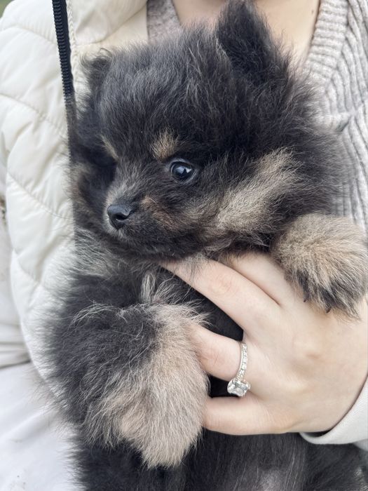 Мъжки померан шпиц