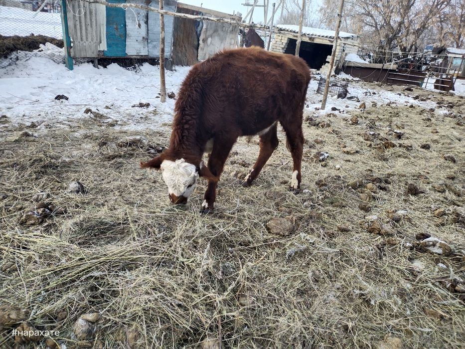 Продам телят бычки