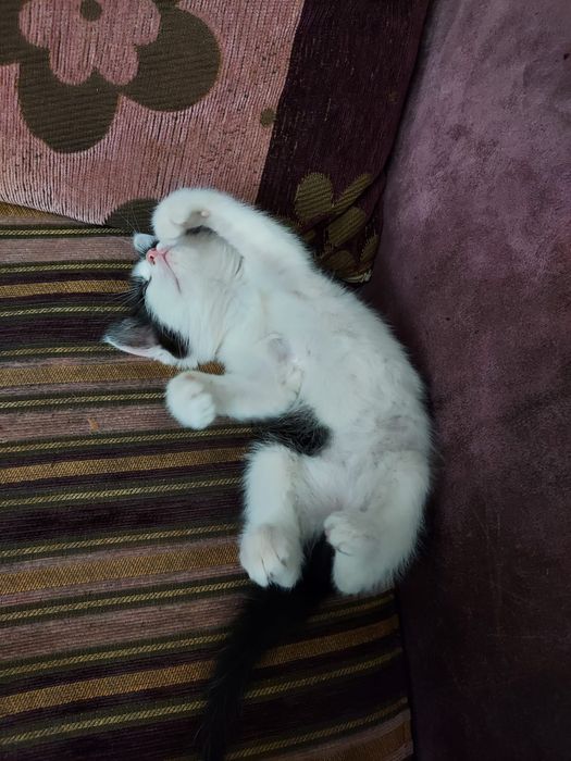 Отдам котёнка в добрые руки!