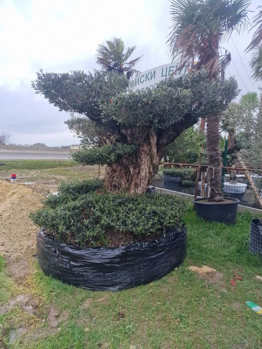 Палми, маслини и екзотична растителност