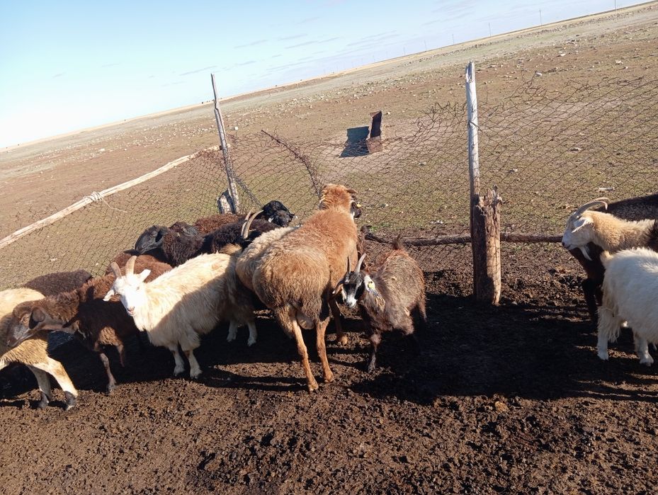 Продам хорошего кошкара