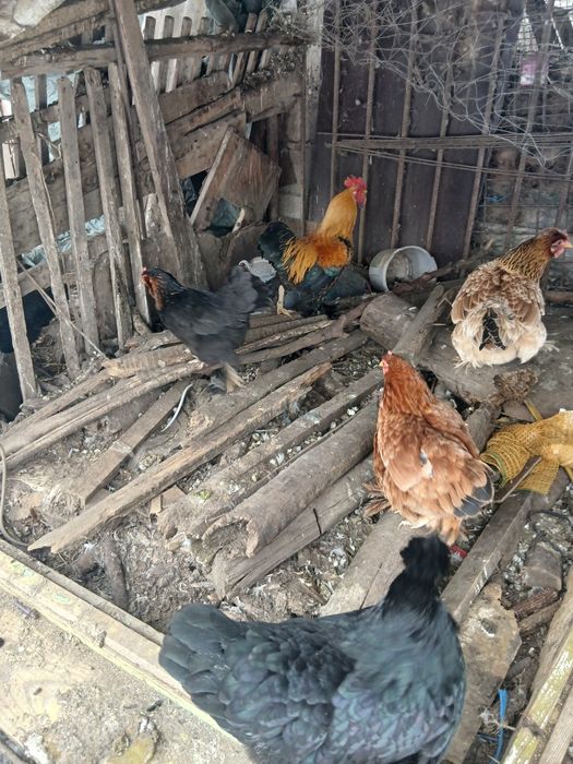 Cocoși pitici disponibili