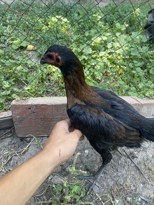 Продам дакан цеплят