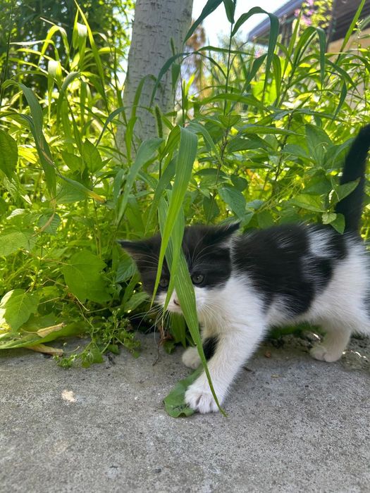 Котенок в хорошие руки.