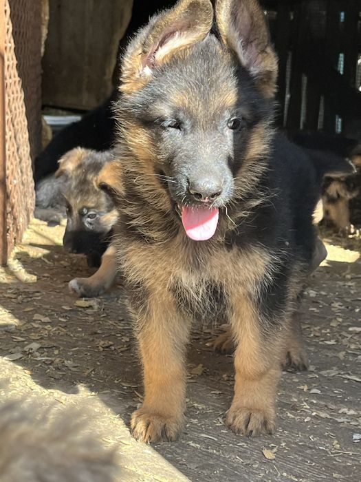 Щенки немецкой овчарки