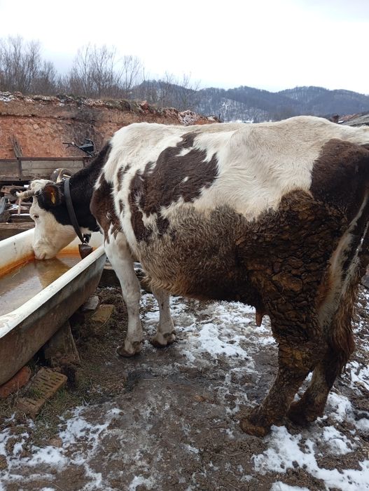 Vând vacă cu vitel