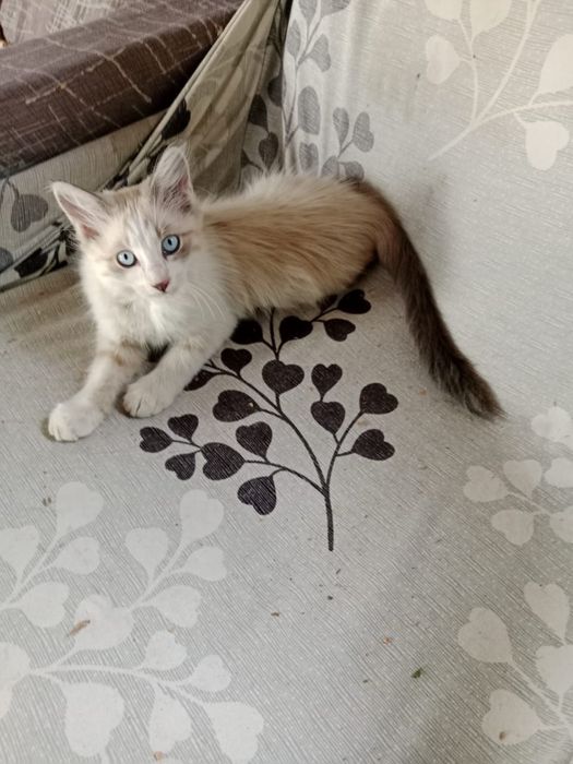 Отдам котят вдобрейшие руки