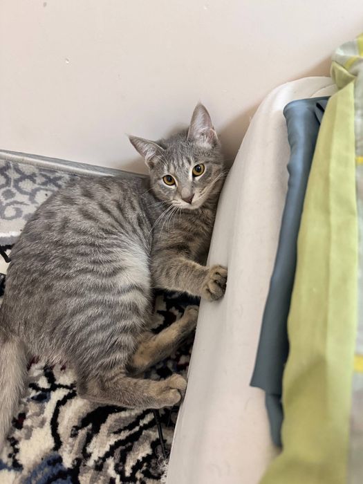 Домашняя кошка, в подарок латок и миски