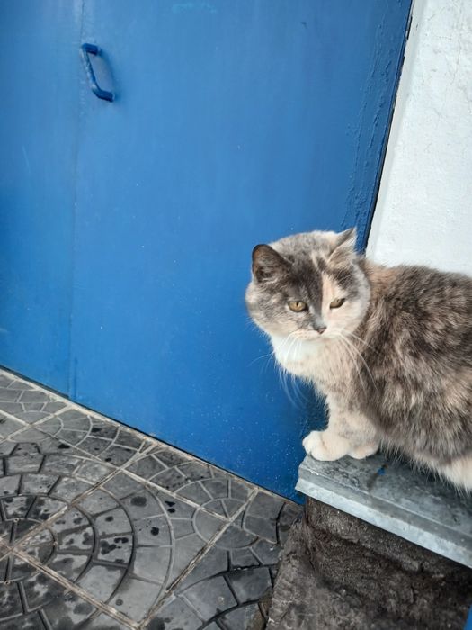 Взрослая кошка для своего дома