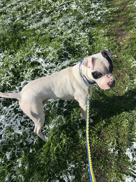 Подарявам куче на грижовни стопан