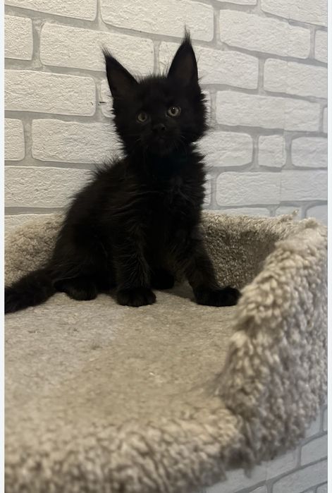 Продажа/Котят/Породистые/