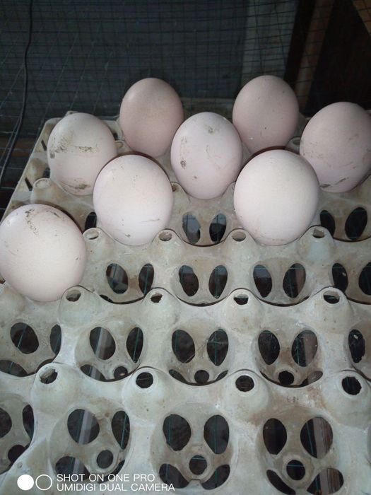 Товус ва товус тухимлари сотилади