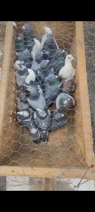 De vanzare 20 de porumbei